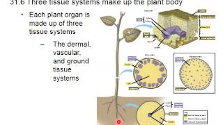 Chapter 31 plant structure and development vidoe