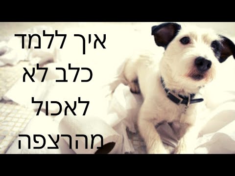 וִידֵאוֹ: איך לאמן את הגור לאכול אוכל יבש