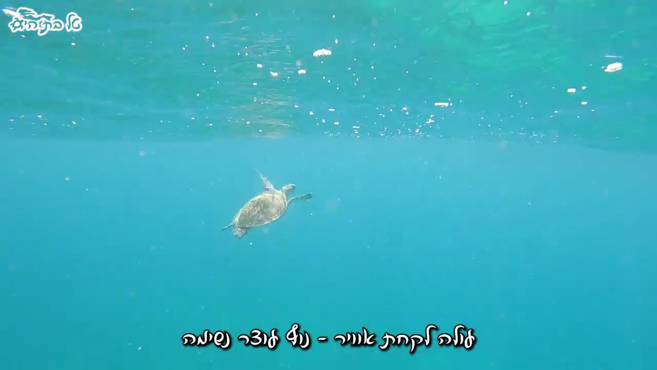 🐢❤🌊 הצבה דיאנה - חיים שכאלה