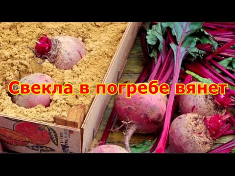 Свекла в погребе вянет ЧТО делать?