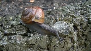 Schnecke