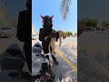 احلى نشبة بايكرز دراجات دراجات نارية اكسبلور  قطط 
