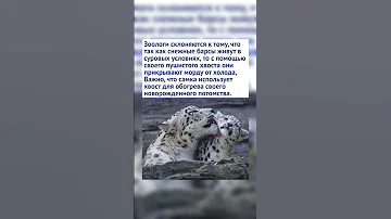 Снежный барс и его хвост. Интересные факты #shorts