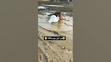 احلى زفه يمنيه بصوت مجاهد عيون من اول يوم هكذا 