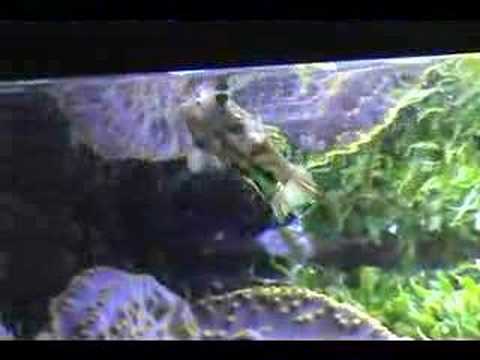 synchiropus picturatus spotted mandarinfish