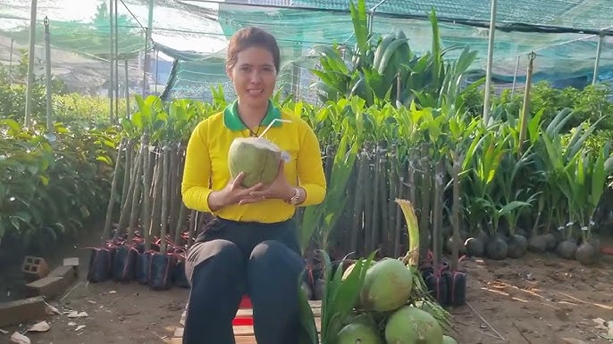 6. Ưu Đãi Và Chính Sách Khi Mua Dừa Dứa Giống