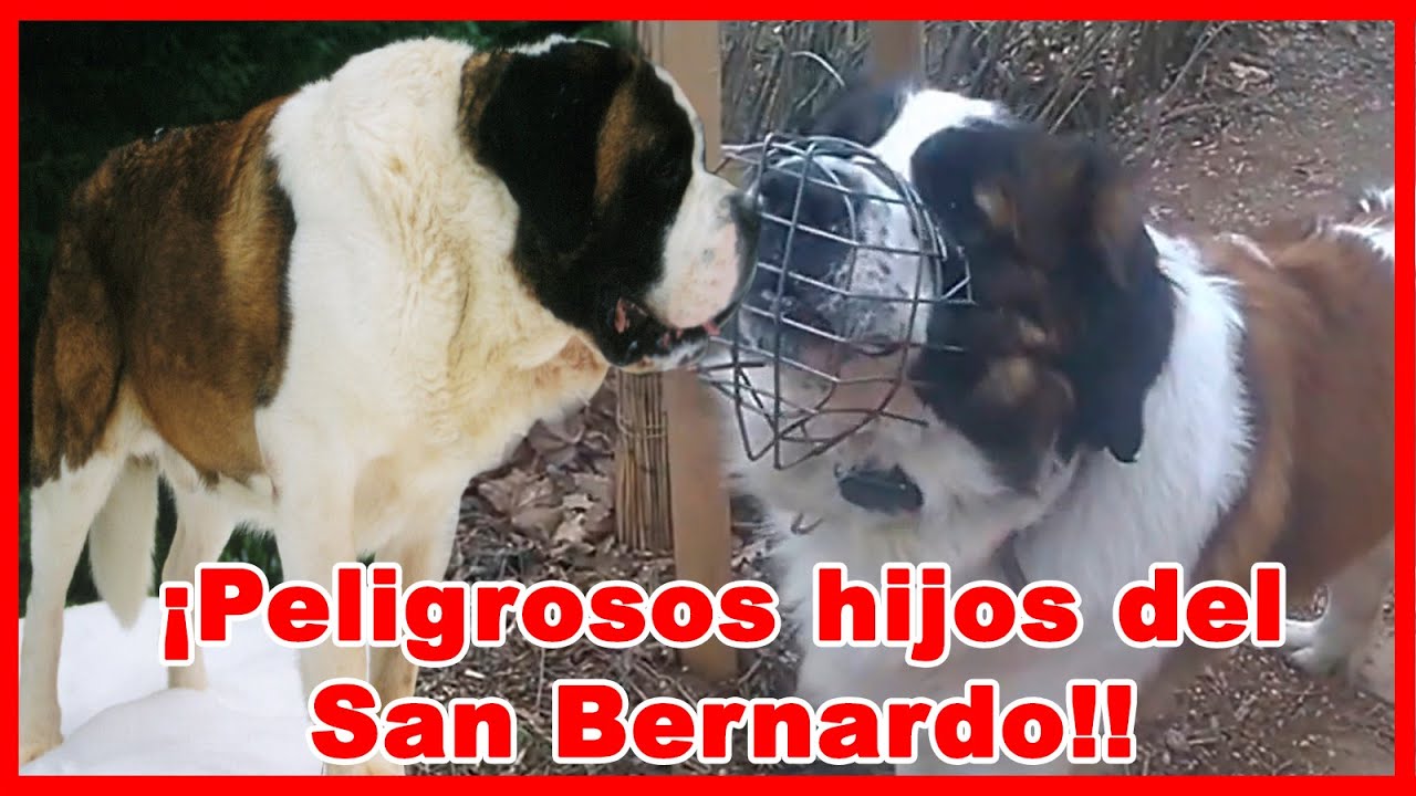 Perro GUARDIÁN DE MOSCÚ y otras 7 MEZCLAS imponentes del SAN BERNARDO