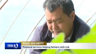 Information Xi Jinping stresses crucial role of Chinese seeds in ensuring food security Guide