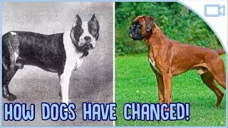 How Dog Breeds Have Evolved! screenshot 3