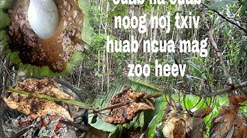 cuab qaib qu cuab noog noj txiv huab ncua mag coob kawg li