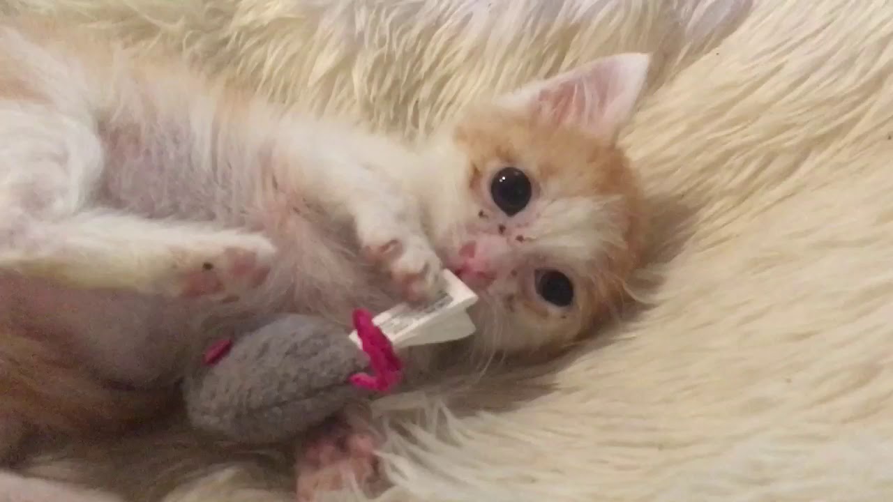 animal attacks reddit Billy Fully Healed From Animal Attack & New Temp Foster Kittens Are Flea Infested