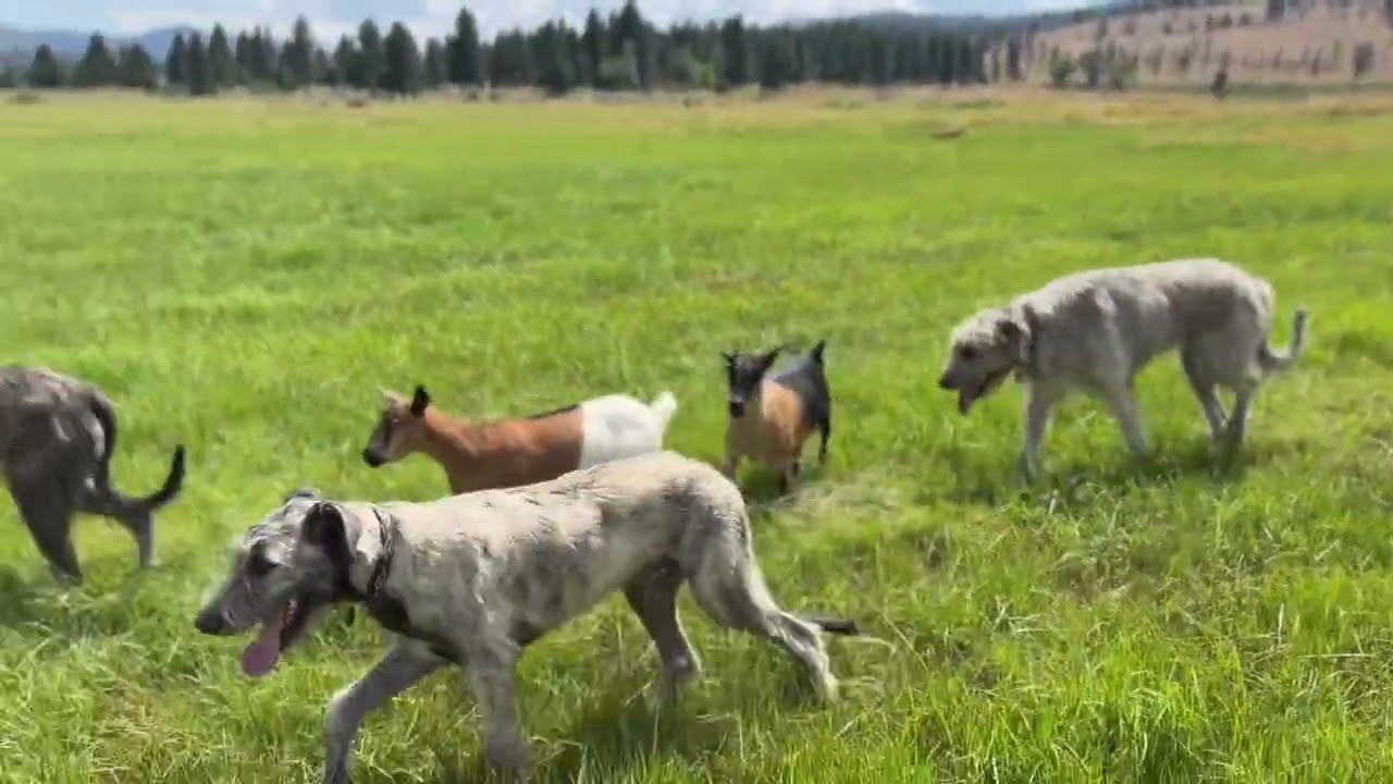 The music goats hear when they run with wolfhounds