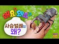 턱과 뿔의 대결 ㅣ장수풍뎅이와 사슴벌레는 왜 ㅣ왜요 왜요 궁금할 만두ㅣKBS 240613 방송 턱과 뿔의 대결 ㅣ장수풍뎅이와 사슴벌레는 왜 ㅣ왜요 왜요 궁금할 만두ㅣKBS 240613 방송