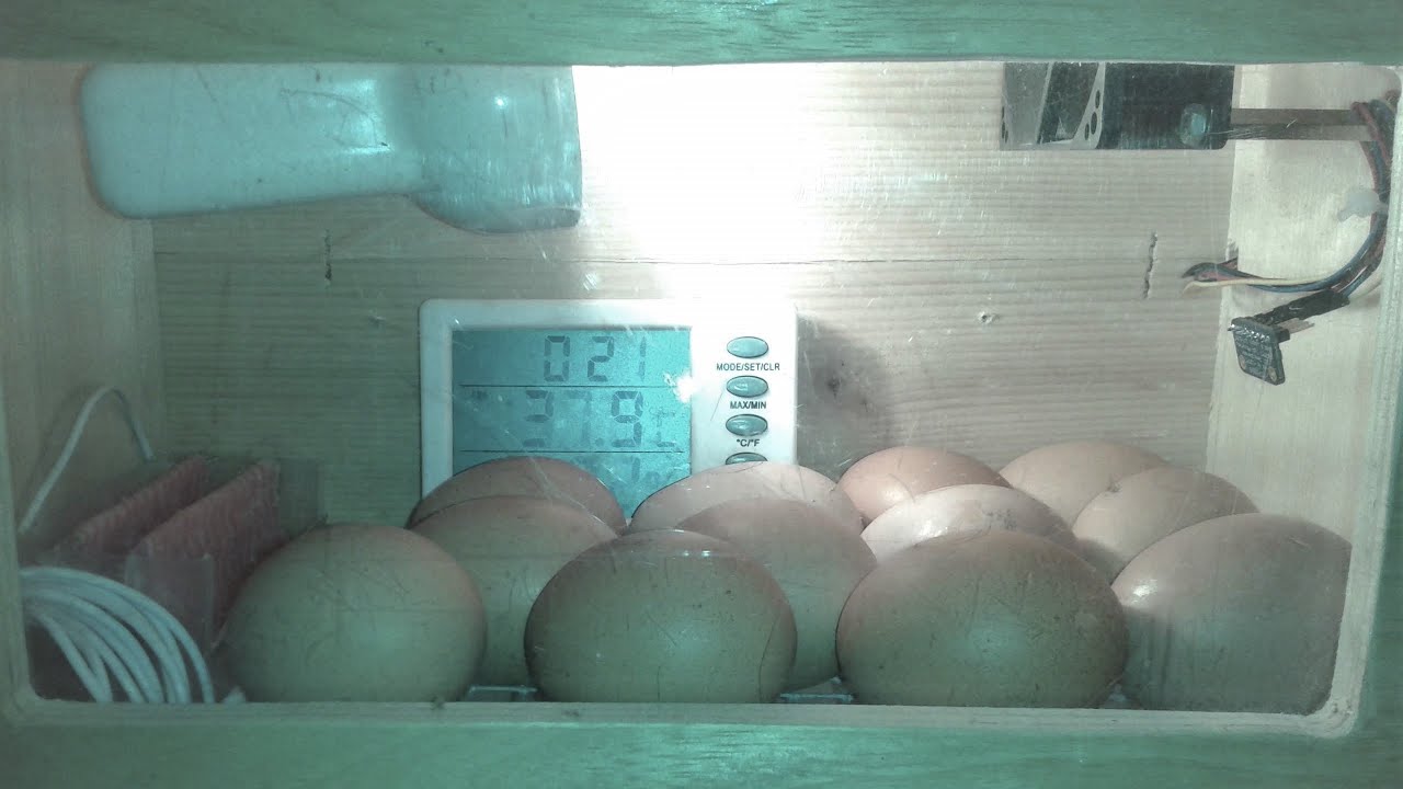 Homemade incubator, chick birth, chick growth 