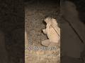深夜山奥の廃神社でパニックに…#shorts #ミステリー