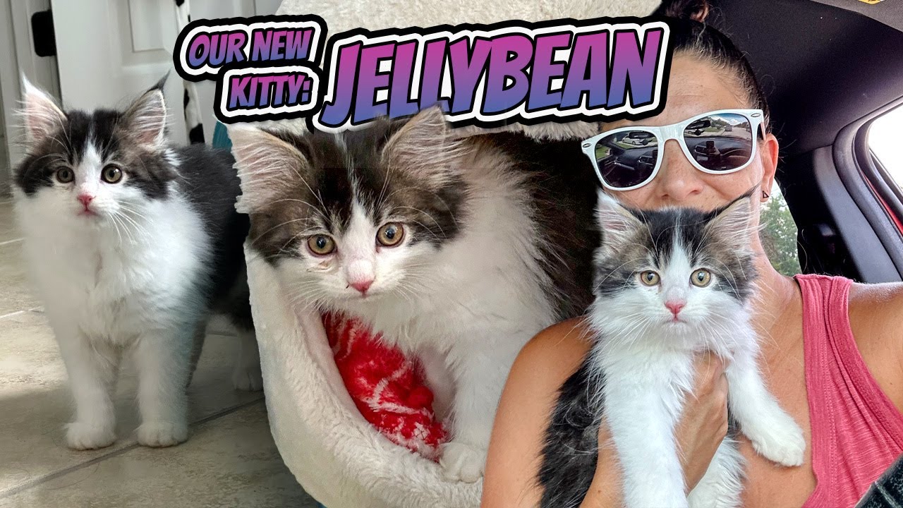 We Had A BABY!!!  And He's Cupcake's Twin!!