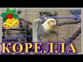 Рождественский звоночек - пение Кореллы (Нимфы) Чикочки. Parrot Corella sings!