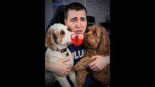 are the dogs safe? 🥺