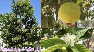 ‏طريقة اكثار ثمرة جوافة و حصول على حجم كبير  | ‏ Way more guava fruit and get a large size