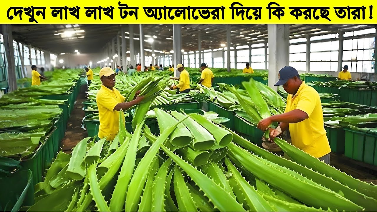 দেখুন লাখ লাখ অ্যালোভেরা থেকে কিভাবে কোটি লিটার জেল বানানো হয় !