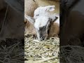 目が開いたまま寝てる？だんだん眠くなる子ヤギ #shorts