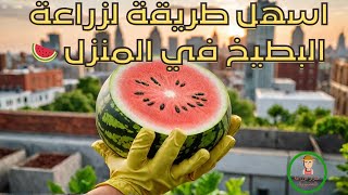 زراعة البطيخ من البزور الجزء الاول