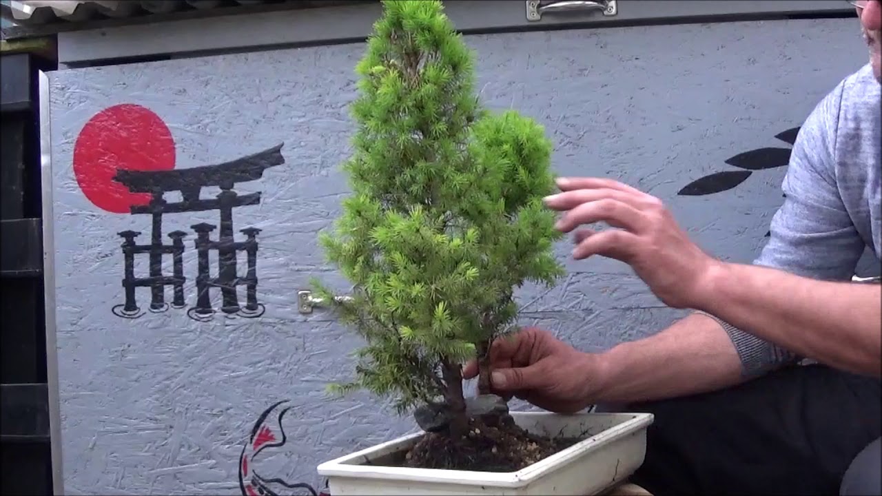Bonsai 2019-9 - Picea glauca - aus vier werden fnf Zuckerhutfichten