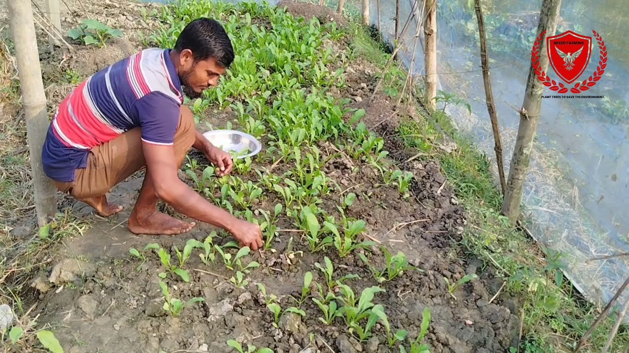 কিভাবে মুলা চাষাবাদ করবেন #viralreelschallenge #viralvideoシ