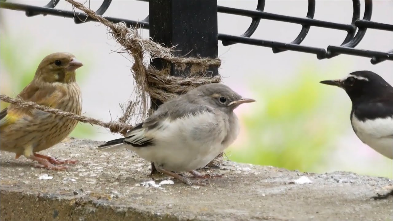 幼鳥幼稚園 21 給餌待ちの眠いセグロセキレイ幼鳥 と いたずらっ子のカワラヒワ幼鳥 Youtube