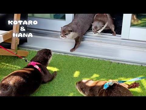 Video: Datos de caniche miniatura