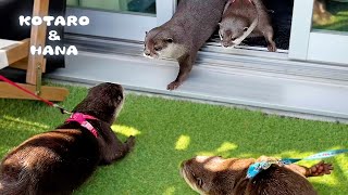 我が家にカワウソのカップルがやってきて波乱の展開に！　What Happens When an Otter Couple Come Over