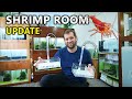 Crossbreeding shrimp new tank setups  new epic ugf designs