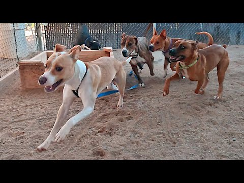 Dogs playing: Episode 53