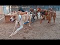 Dogs playing: Episode 53 image