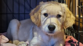 The easy way to crate train a puppy (part 1) #cratetraining by Puppy Steps Puppy Training 155 views 4 months ago 2 minutes, 29 seconds