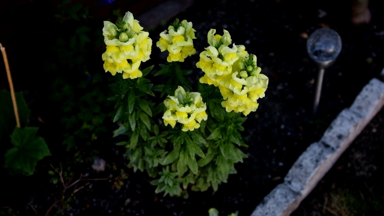 Garden tour