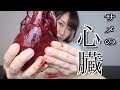 【閲覧注意】サメの心臓を生で食べてみた…　Shark heart