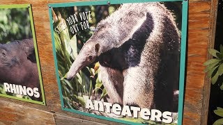 Help the Greenville Zoo Protect Giant Anteaters screenshot 5