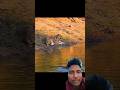 OTHER ANIMALS FACE LION|#shorts #shortsfeed #shortsvideo #viratkohlishatak #trendingshorts