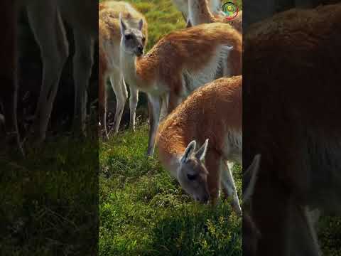 الفيكونا الحيوان الرشيق الذي ينتج أغلى صوف في العالم