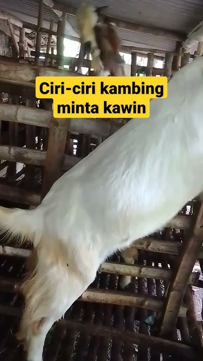 ciri-ciri kambing birahi #shorts #short #kambingbreading #kambing # ...