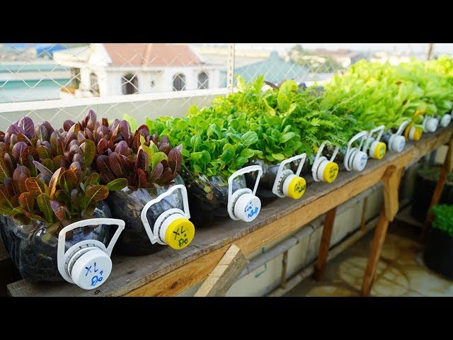 Tái chế hàng loạt chai nhựa,trồng cải ăn non |Recycle series of plastic bottles,grow mustard greens