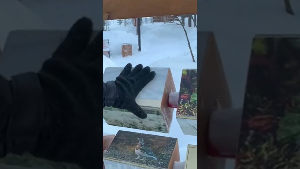 Пищевая цепочка животные Ямала - всё понятно