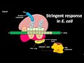 Stringent response in E. coli