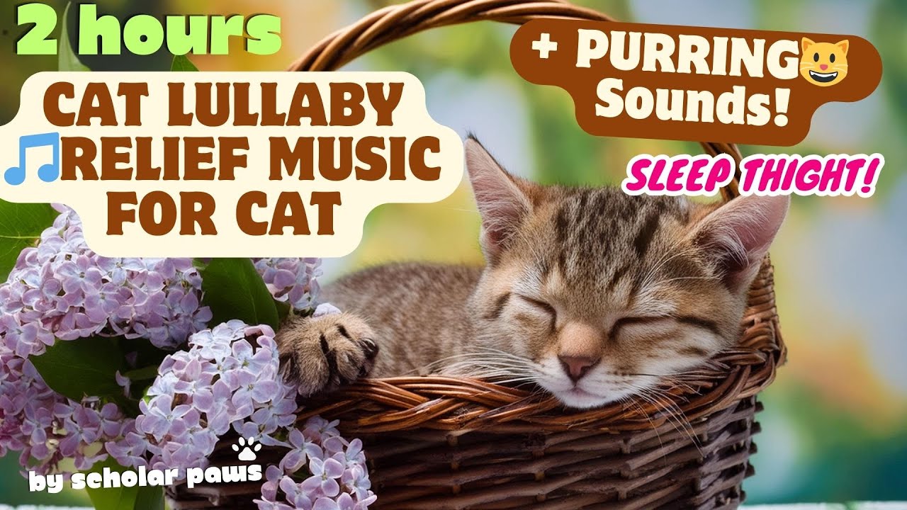 Cat Lullaby🎵Relief Music + Purring Sound2 HOURS cat music lullaby 
