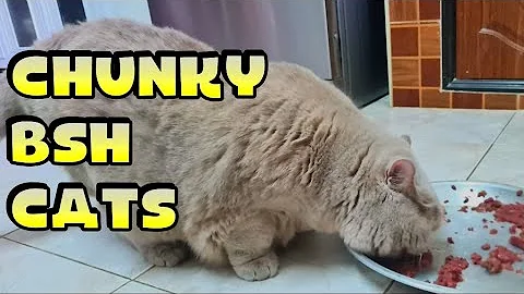 Video 1505511: british shorthair cats feeding