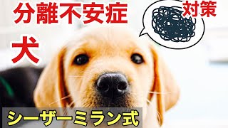 犬の分離不安症の治し方【シーザーミラン式】徹底解説