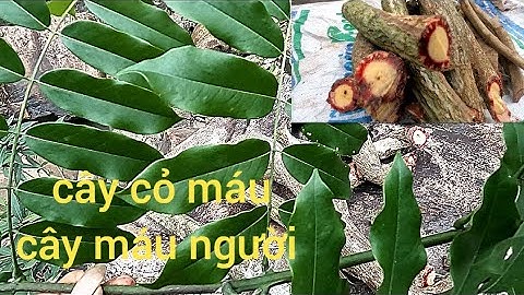 cách nhận biết cây cỏ máu và phân biệt các loại cây họ huyết đằng