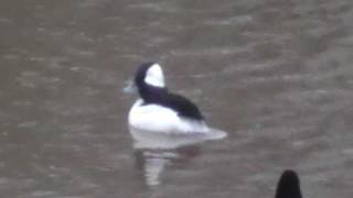 Bufflehead in Georgia