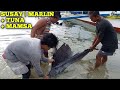 BLUE MARLIN or Malasugi + TUNA + Mamsa ang Nahuli nila gamit ang Lambat | Buhay Mangingisda